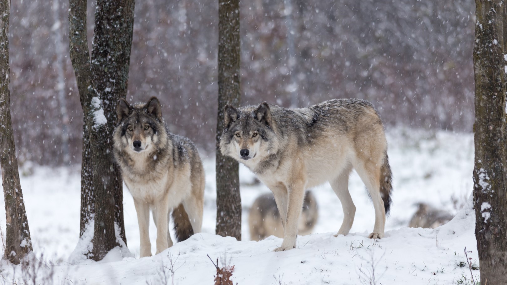 verhuur decor roedel wolven te huur