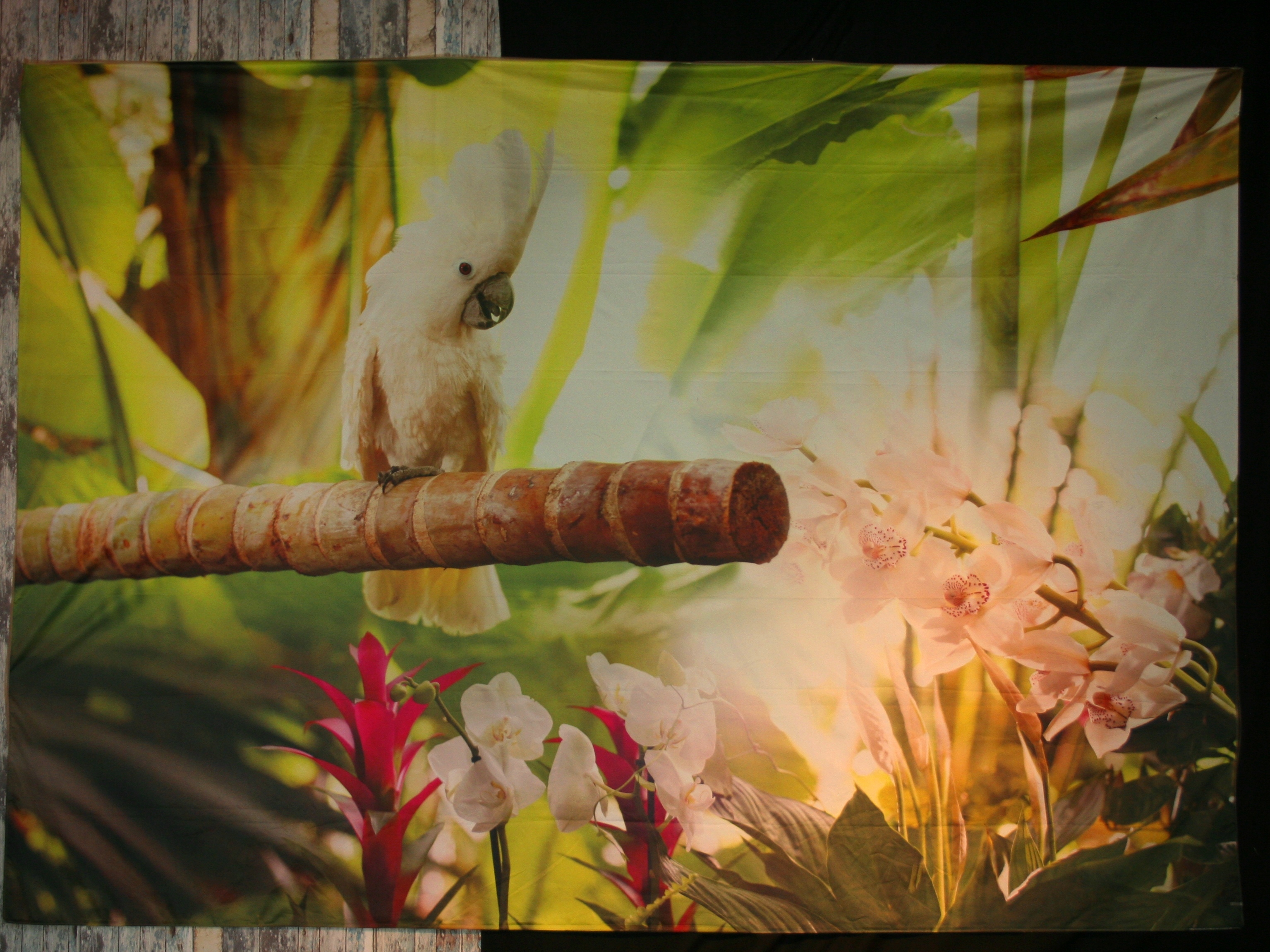 verhuur achtergrond backdrop kakatoe jungle huren
