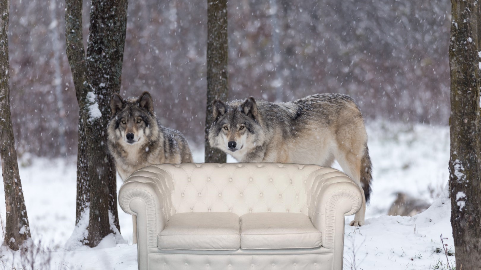 verhuur witte Chesterfield zetel huren