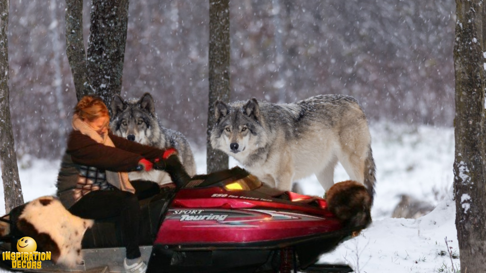 verhuur decor backdrop setting sneeuwscooter wolven huren