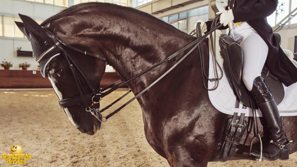 verhuur decor paardensport dressuur huren