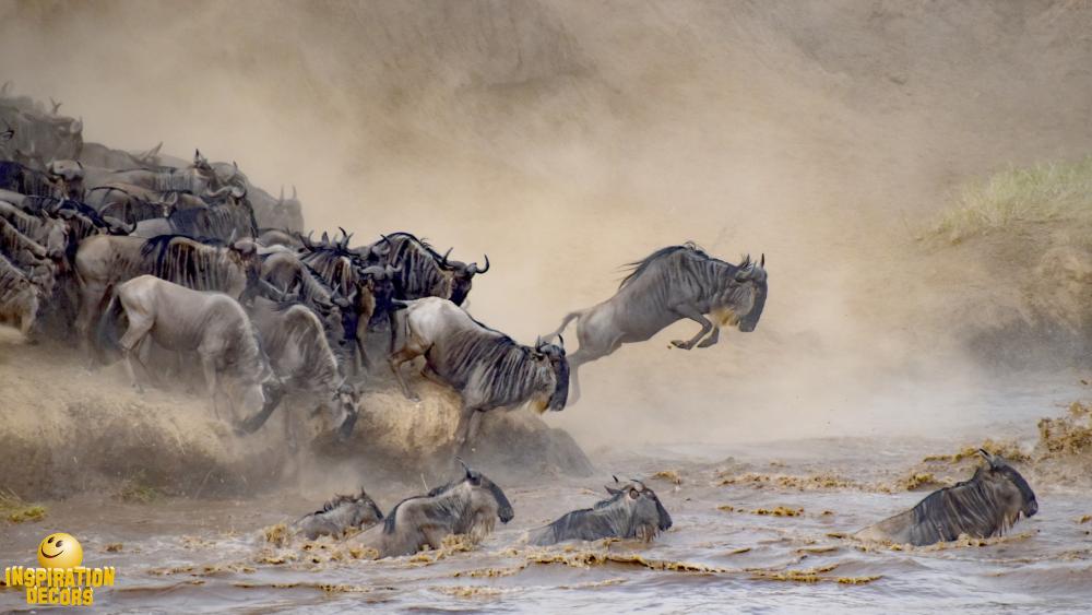 verhuur decor grote trek gnoes wildebeest Tanzania Kenia huren