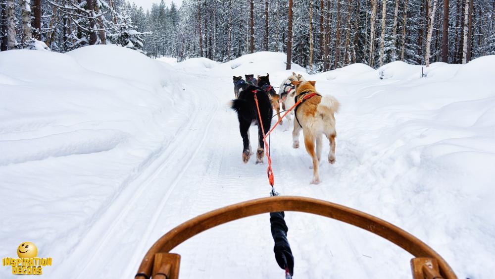 verhuur decor sledehonden husky's voor slede huren
