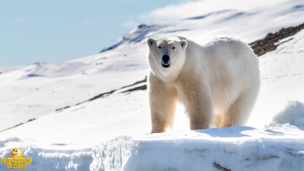 verhuur decor ijsbeer polar bear noordpool huren