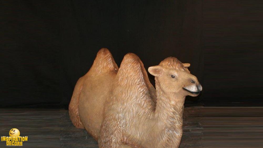 verhuur kameel huren