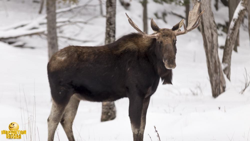 verhuur eland moose huren