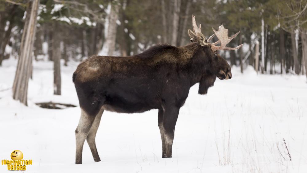 verhuur decor stappende eland moose huren