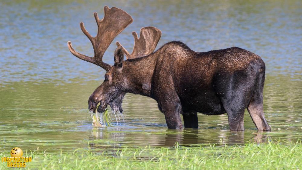verhuur decor drinkende eland huren