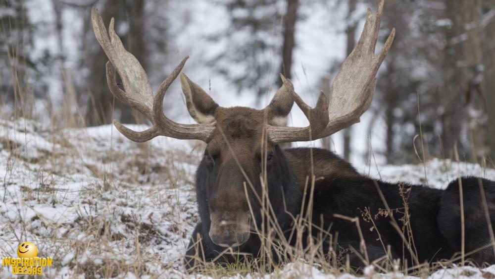 verhuur decor liggende eland moose huren