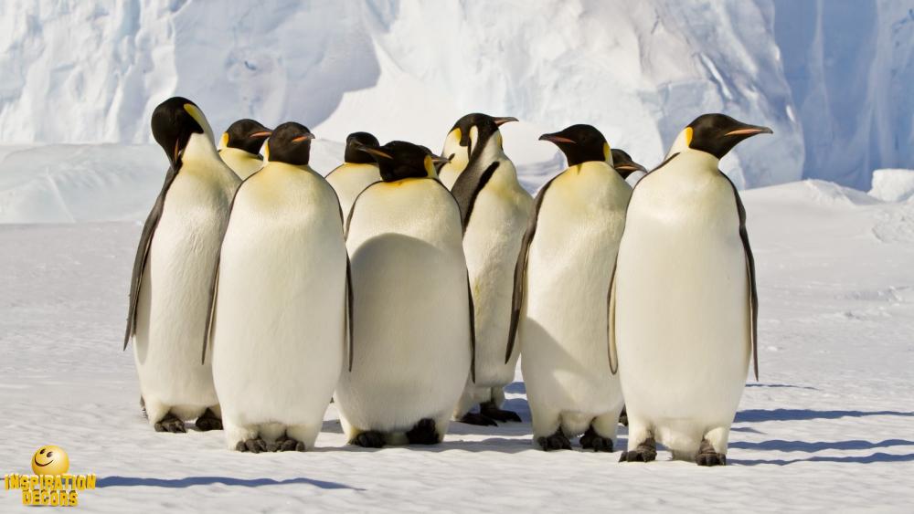 verhuur decor penguins Zuidpool huren
