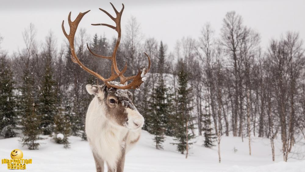 verhuur decor rendier caribou huren