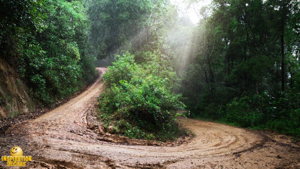 verhuur decor modderweg wegen jungle huren
