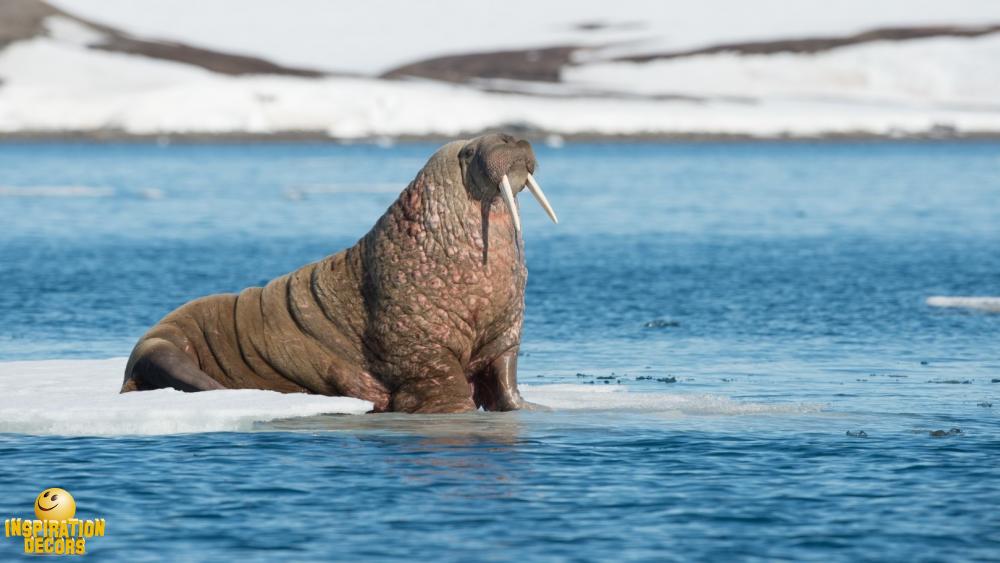 verhuur decor walrus huren