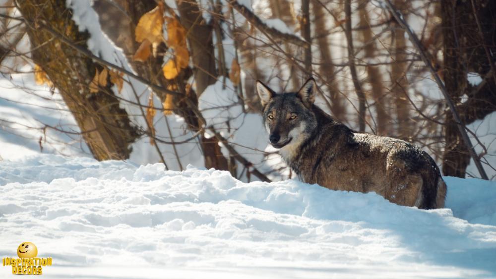 verhuur decor eenzame wolf lone wolf huren