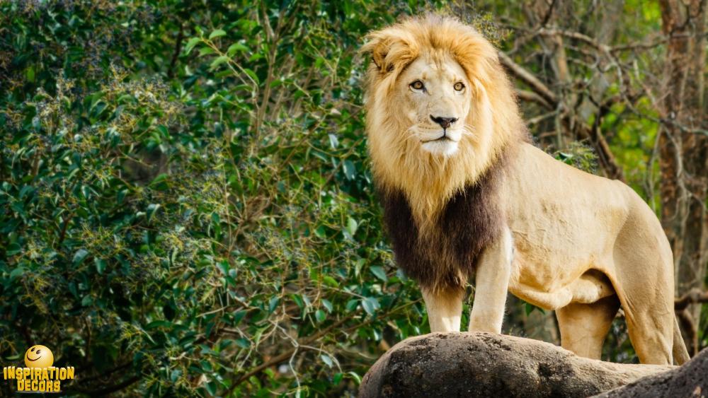 verhuur decor leeuw king of the jungle op rots huren